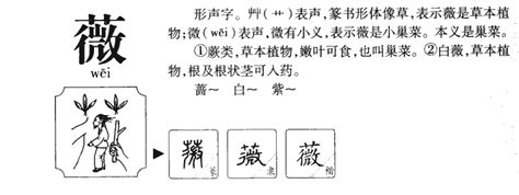 薇五行|薇字的名字寓意是什么意思 薇字的意思